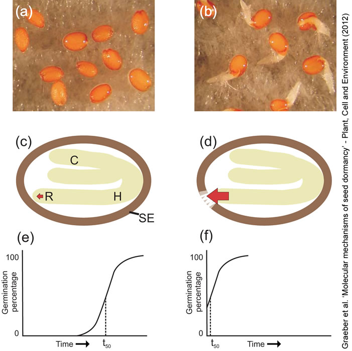 dormant versus non-dormant seed