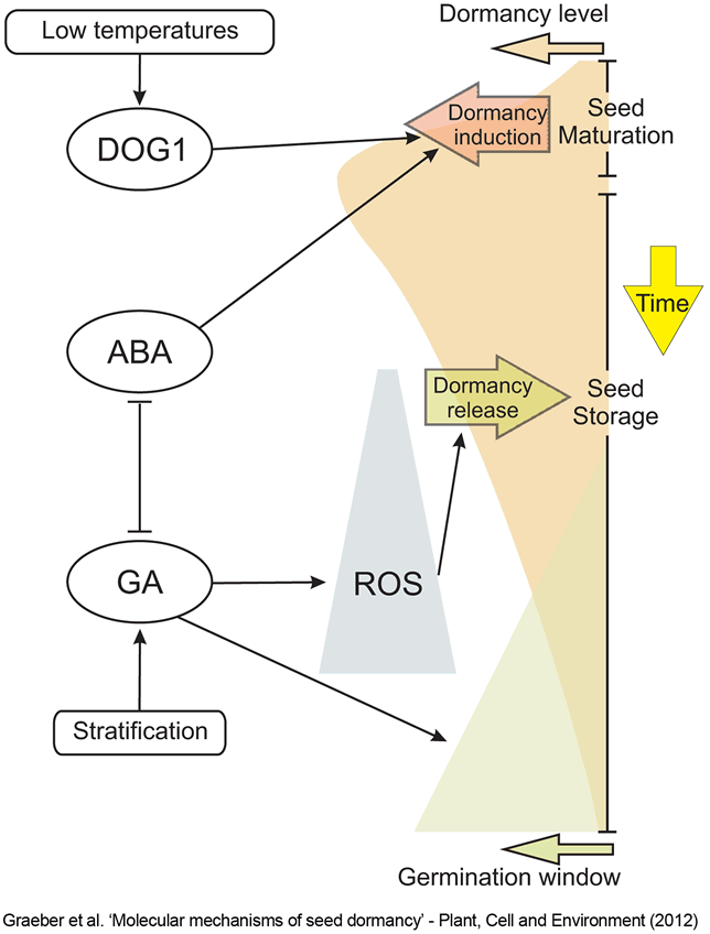 Dormancy scheme