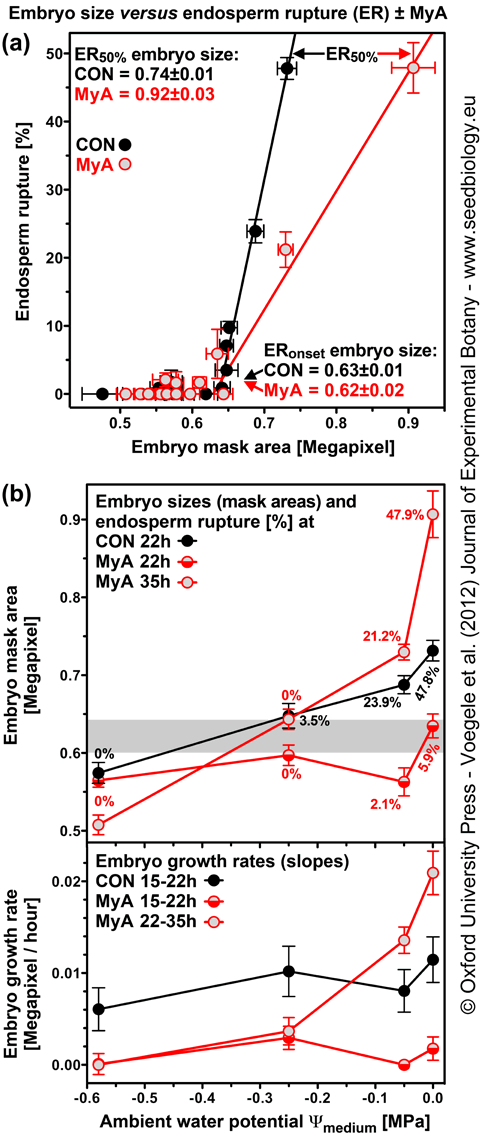 MyA effects on embryo size