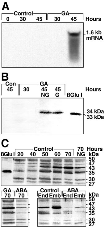 Solanaceae glucanase