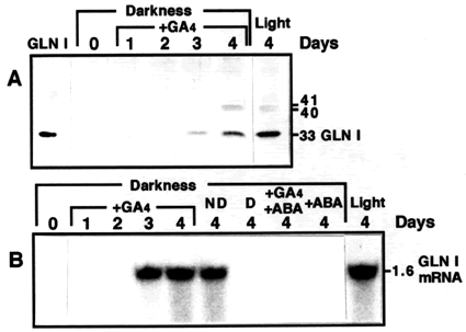 glucanase in tobacco seeds