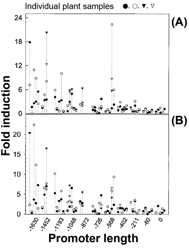 Ozone and glucanase promoter