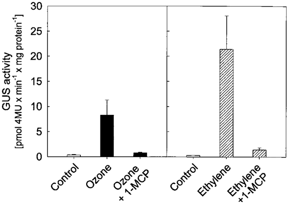 Ozone versus ethylene