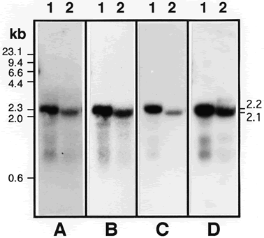 Figure 4 mating type