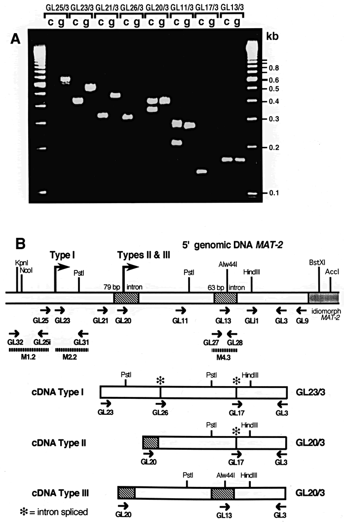 Fig. 6 mating type