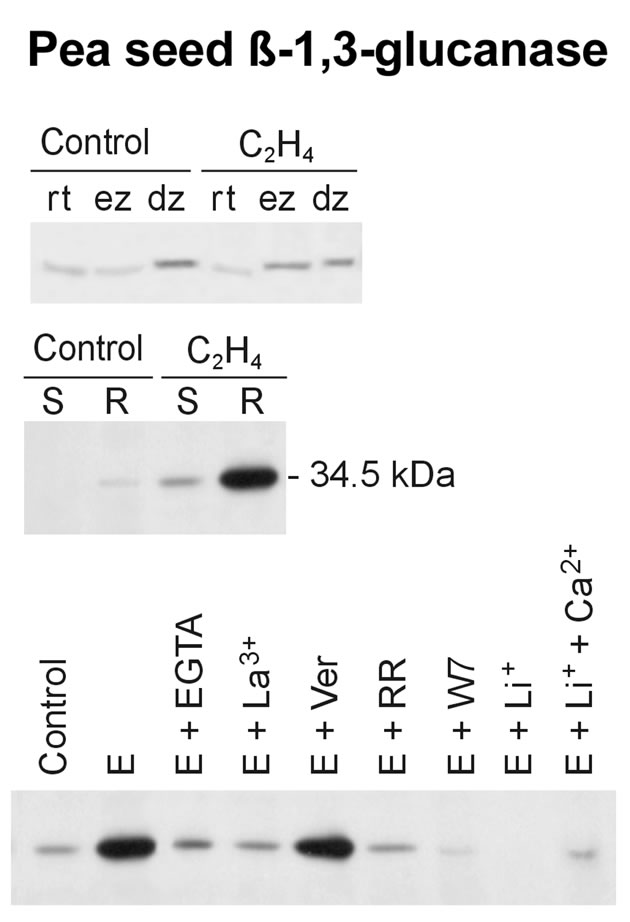 glucanase calcium pea