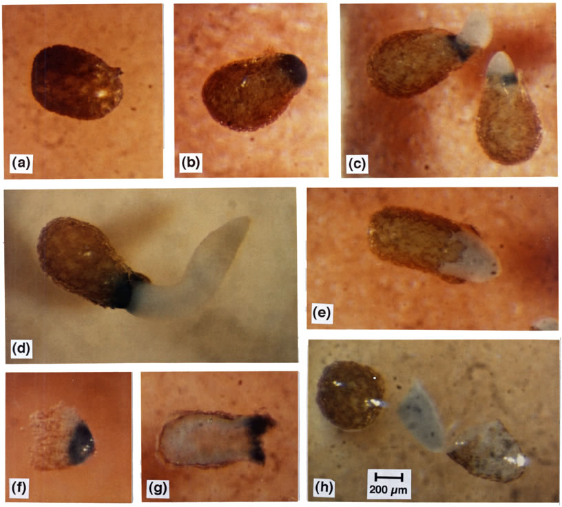 Images of germinating tobacco seeds