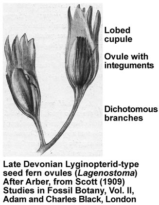 Lyginopterid progymnosperm