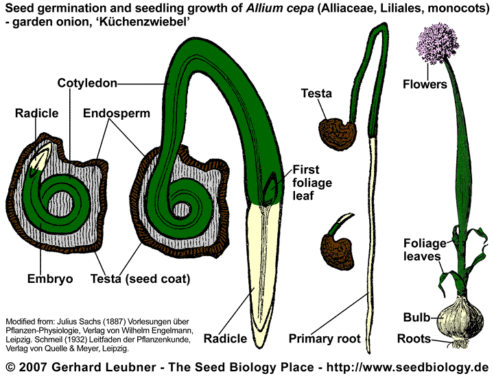 Allium cepa - onion