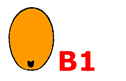 B1 seed type