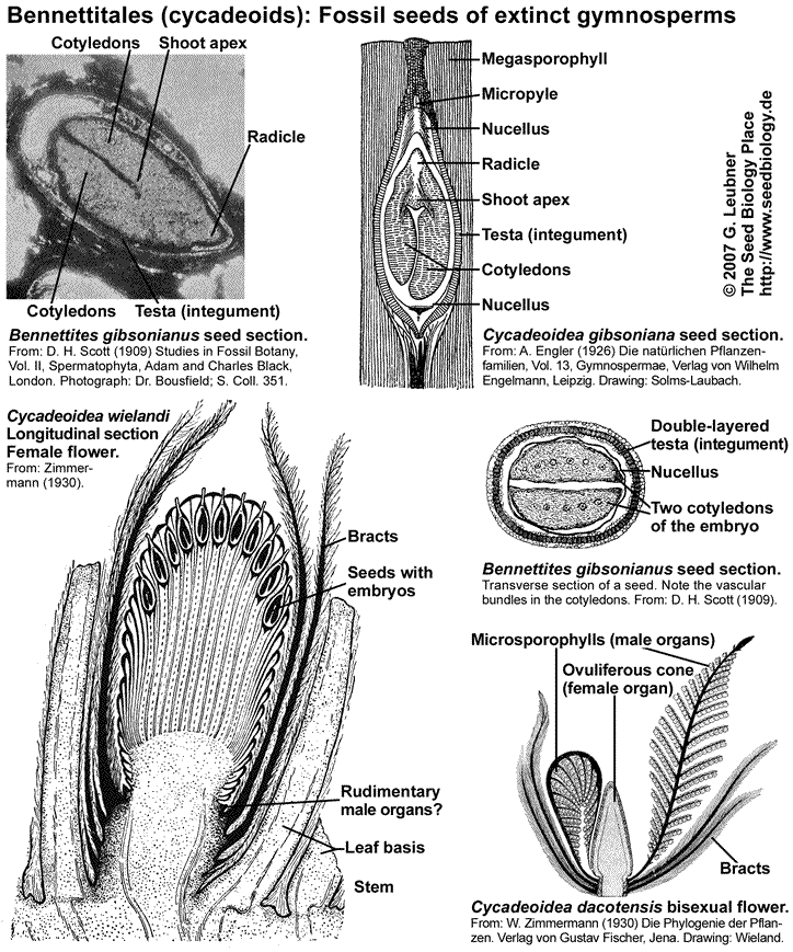 Bennettites