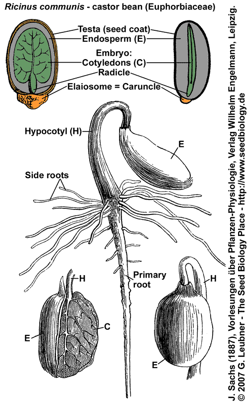 Where Does A Germinating Dicotyledon Seed Obtain Food For