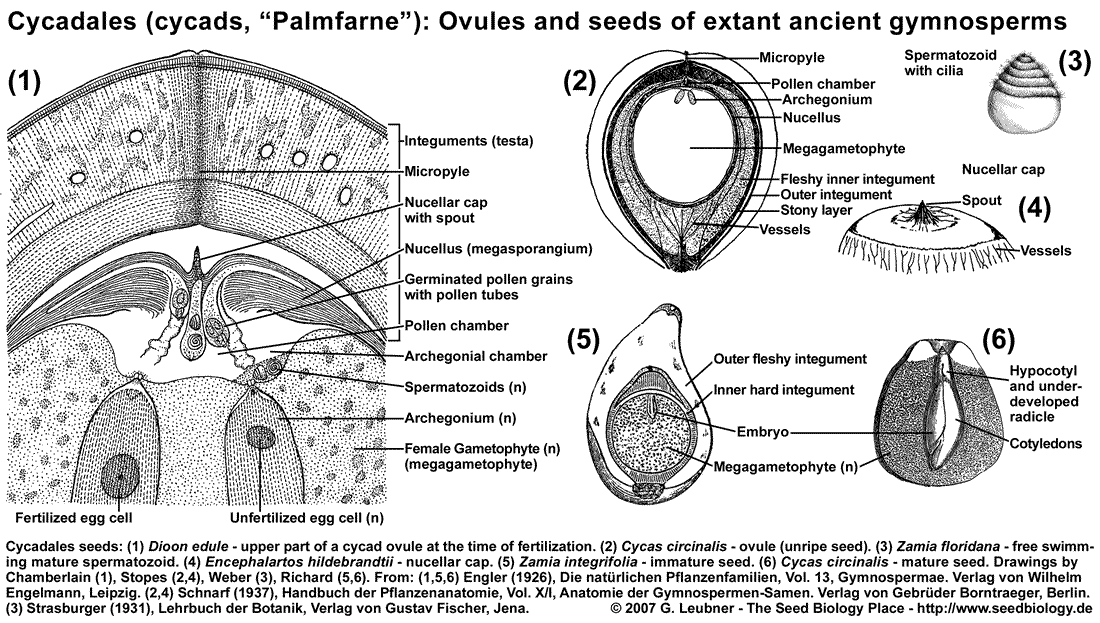 Cycadales seed