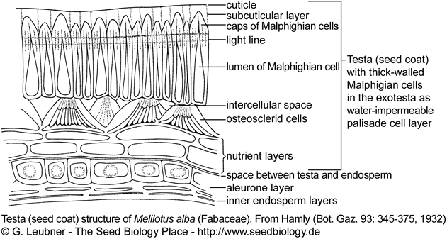 Fabaceae seed coat