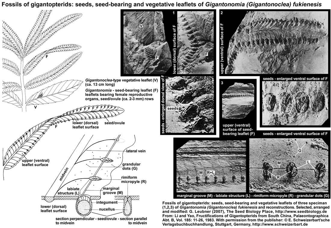 The Seed Biology Place Seed Evolution