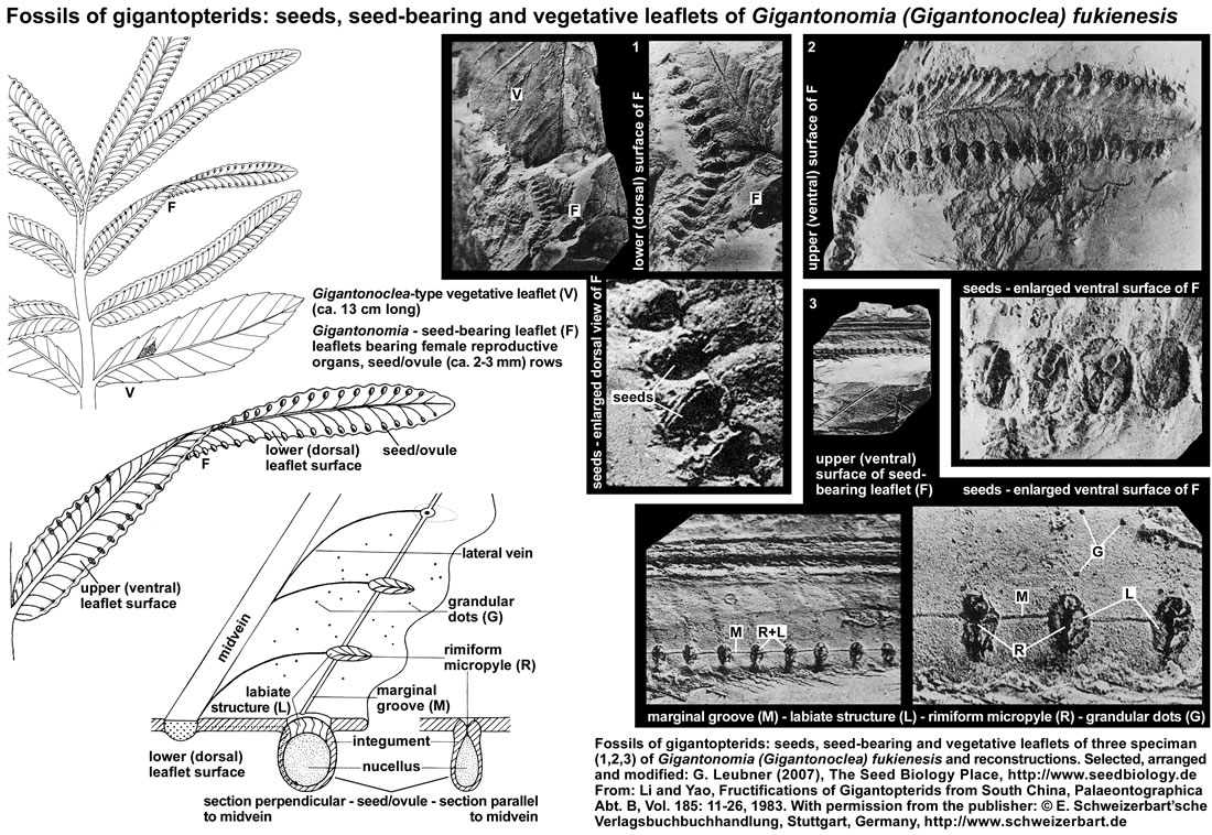 Gigantopterid seeds