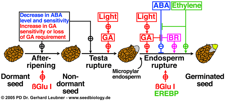 germination of plant. Review quot;Plant hormone