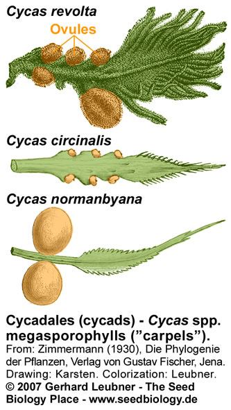 Cycas megasporophyll