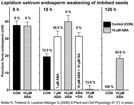 Lepidium endosperm weakening