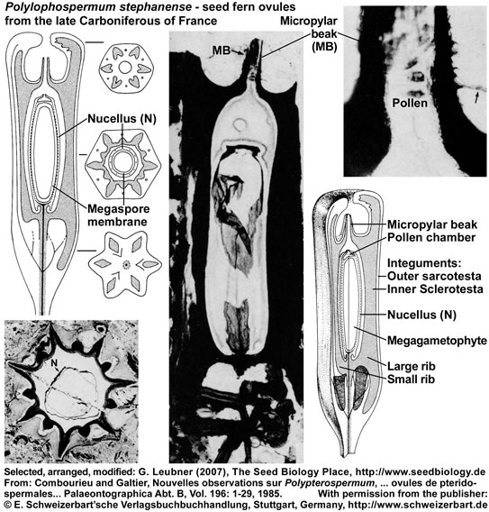 Polylophospermum seed fern