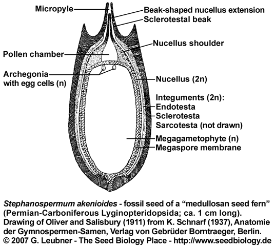 Stephanospermum seed