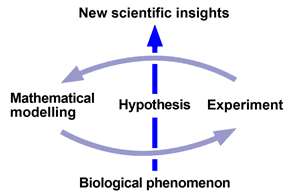 Systems biology