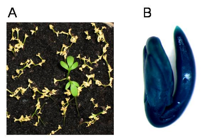 transgenic cress