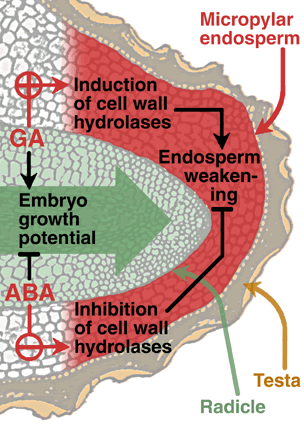 Endosperm weakening, copyright Dr. Gerhard Leubner