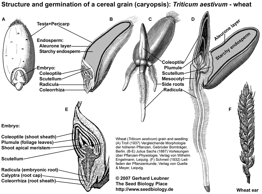 The Seed Biology Place - Seed Structure and Anatomy